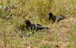 IMG_2609