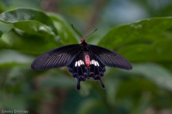IMG_6600 IMG_6600