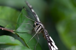 IMG_6608 IMG_6608