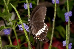 IMG_6638 IMG_6638